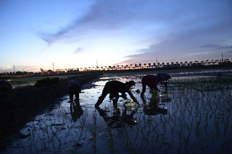 farmers sow rice at night to avoid extreme heat in hanoi hinh 2