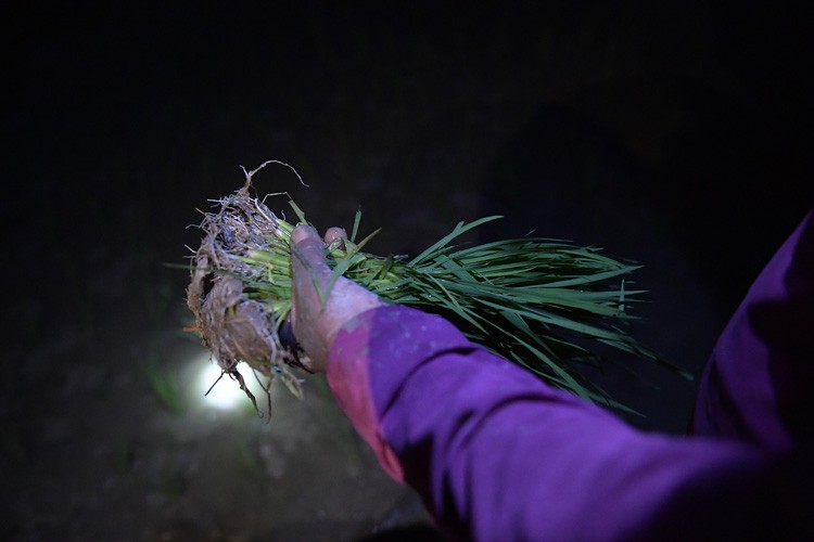 farmers sow rice at night to avoid extreme heat in hanoi hinh 3