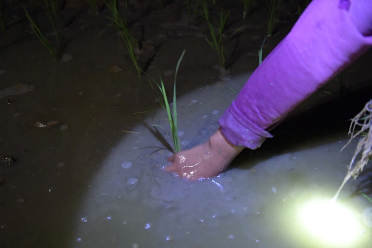 farmers sow rice at night to avoid extreme heat in hanoi hinh 4