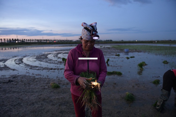 farmers sow rice at night to avoid extreme heat in hanoi hinh 5
