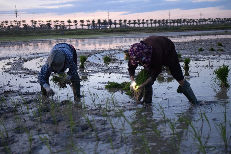 farmers sow rice at night to avoid extreme heat in hanoi hinh 6