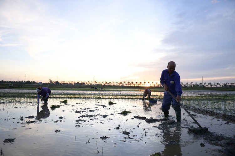 farmers sow rice at night to avoid extreme heat in hanoi hinh 7