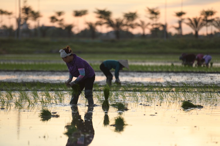 farmers sow rice at night to avoid extreme heat in hanoi hinh 8