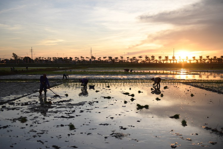 farmers sow rice at night to avoid extreme heat in hanoi hinh 9