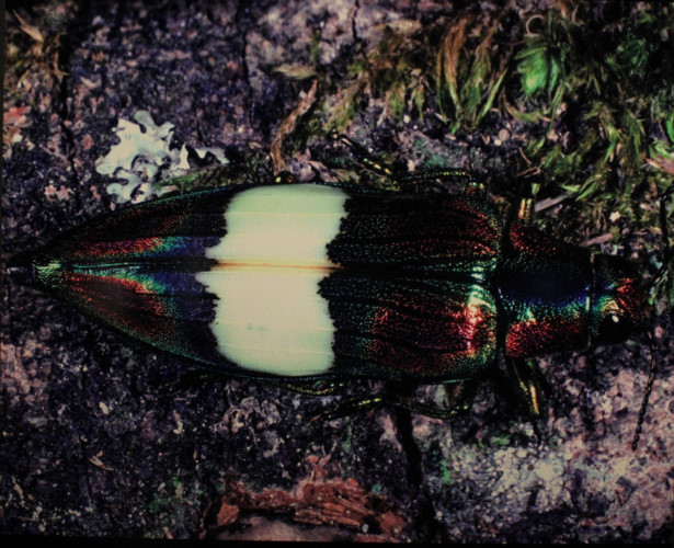 amazing vietnamese insects through the lens of italian photographer hinh 10