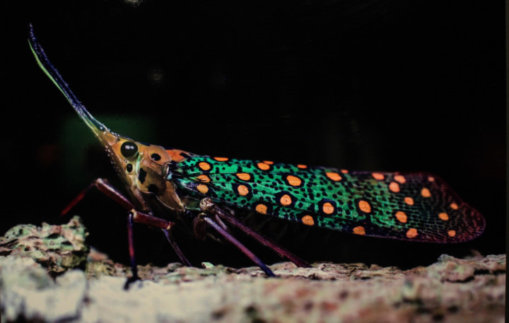 amazing vietnamese insects through the lens of italian photographer hinh 12