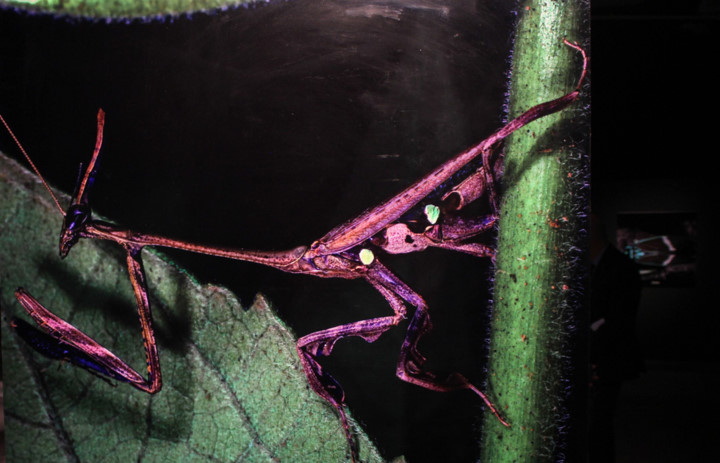 amazing vietnamese insects through the lens of italian photographer hinh 14