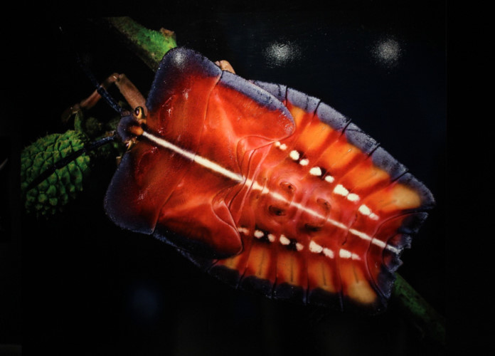 amazing vietnamese insects through the lens of italian photographer hinh 15