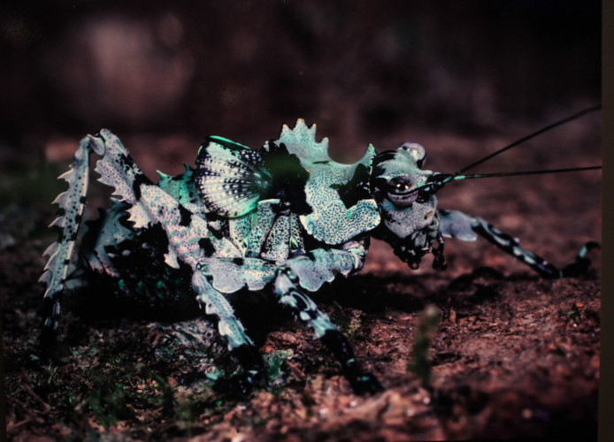 amazing vietnamese insects through the lens of italian photographer hinh 18