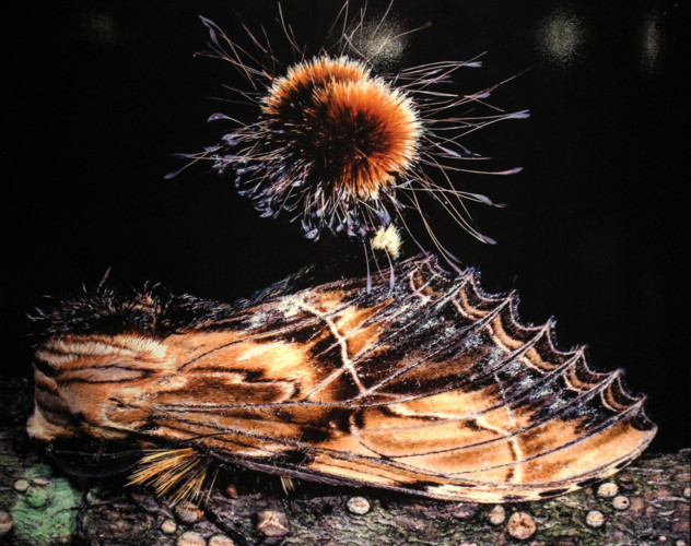 amazing vietnamese insects through the lens of italian photographer hinh 19