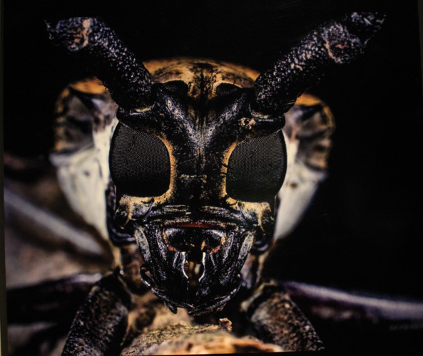 amazing vietnamese insects through the lens of italian photographer hinh 20