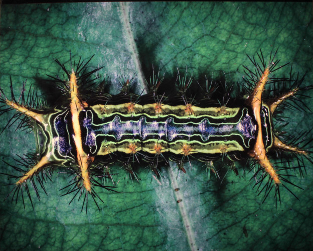 amazing vietnamese insects through the lens of italian photographer hinh 25