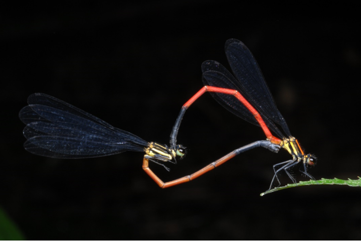 amazing vietnamese insects through the lens of italian photographer hinh 6