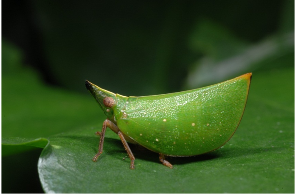 amazing vietnamese insects through the lens of italian photographer hinh 7