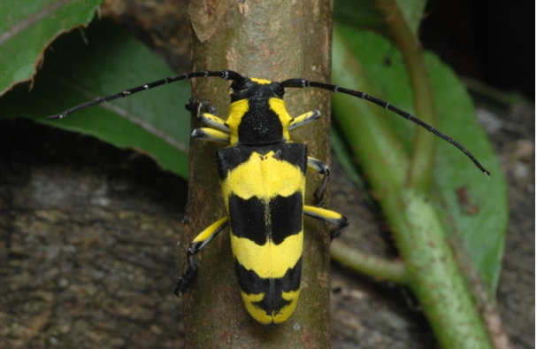 amazing vietnamese insects through the lens of italian photographer hinh 8