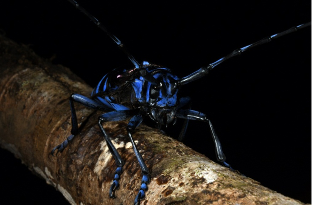 amazing vietnamese insects through the lens of italian photographer hinh 9