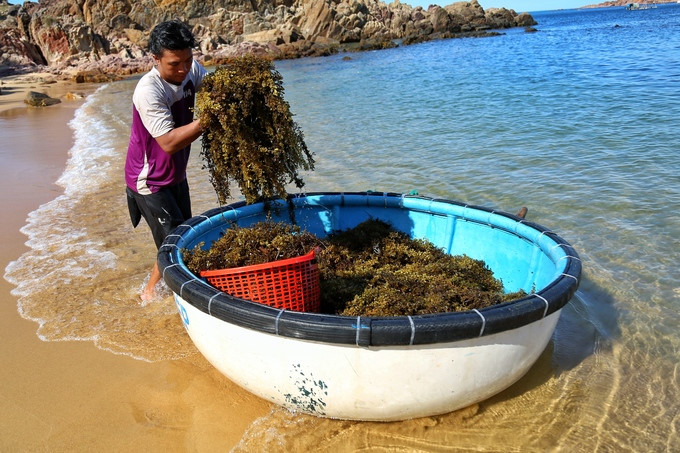  discover bai xep - a fishing village marked by beauty and peace hinh 9