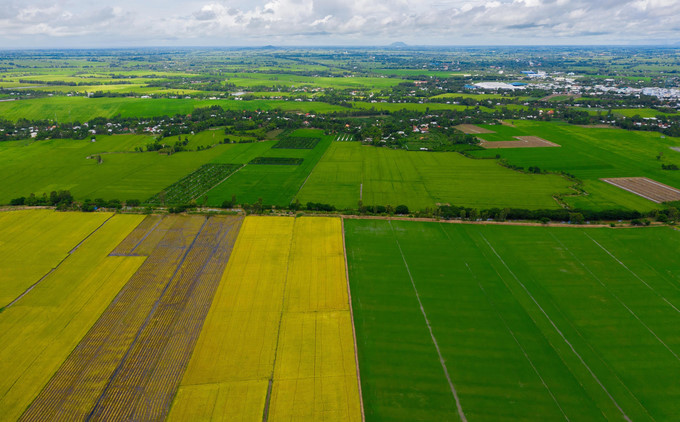 beautiful images of the ripening rice fields of an giang hinh 1
