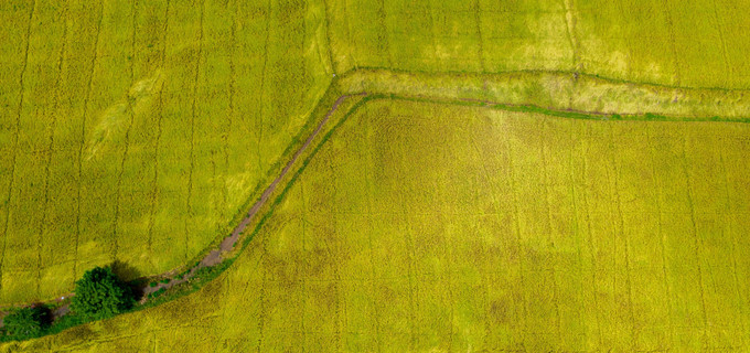 beautiful images of the ripening rice fields of an giang hinh 2