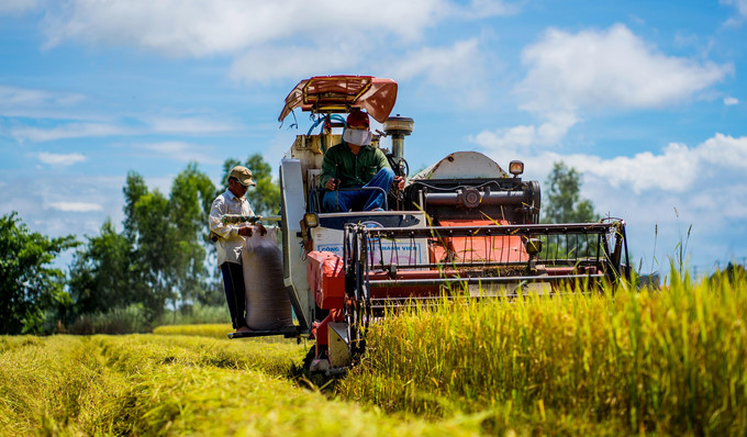 beautiful images of the ripening rice fields of an giang hinh 3