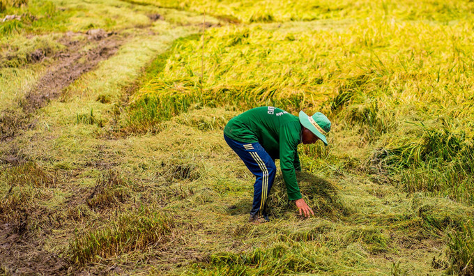 beautiful images of the ripening rice fields of an giang hinh 4