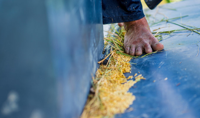 beautiful images of the ripening rice fields of an giang hinh 6