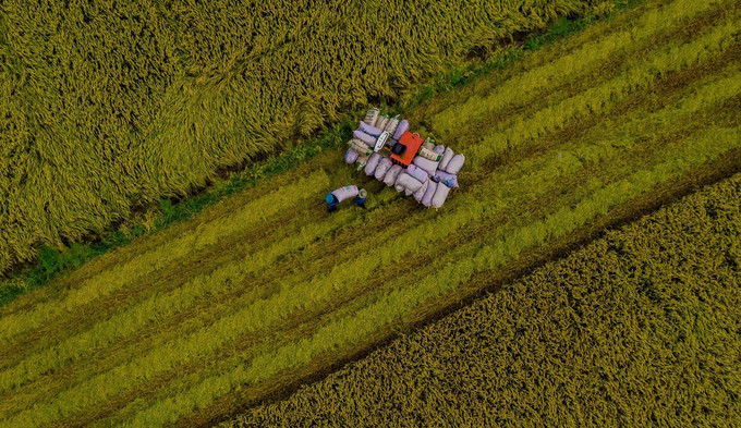 beautiful images of the ripening rice fields of an giang hinh 7