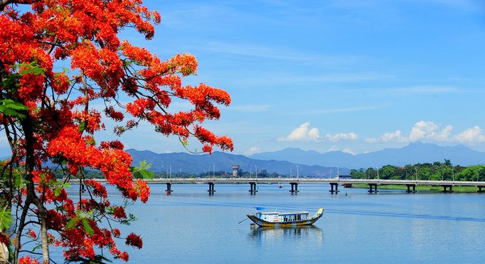 flamboyant flowers leave streets of hue awash with red hinh 1