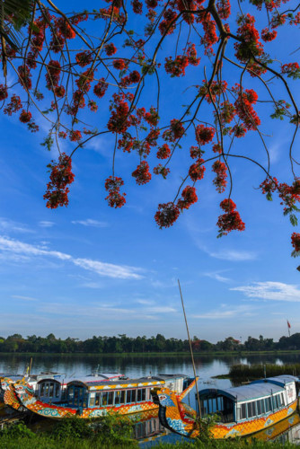 flamboyant flowers leave streets of hue awash with red hinh 2