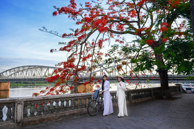 flamboyant flowers leave streets of hue awash with red hinh 3