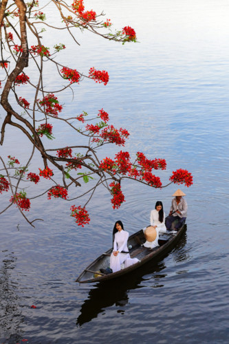 flamboyant flowers leave streets of hue awash with red hinh 5