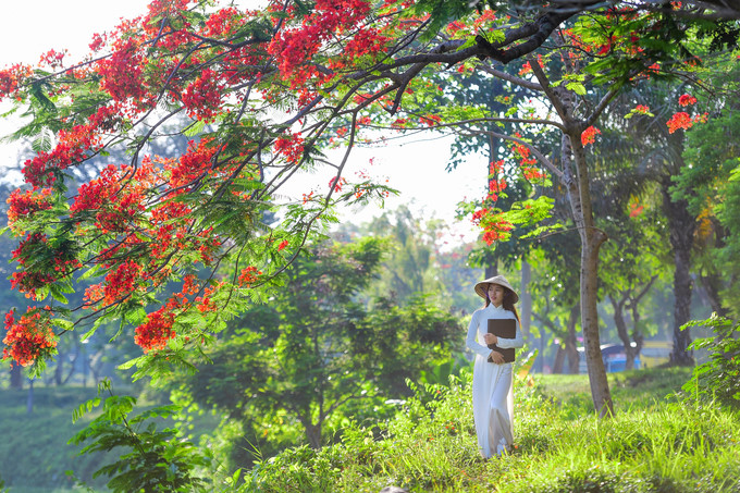 flamboyant flowers leave streets of hue awash with red hinh 6