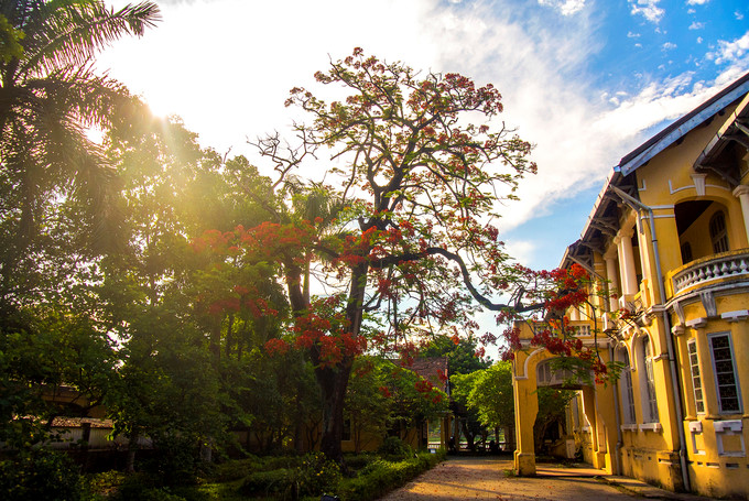 flamboyant flowers leave streets of hue awash with red hinh 7