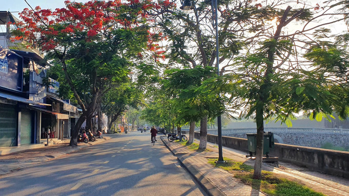 flamboyant flowers leave streets of hue awash with red hinh 8