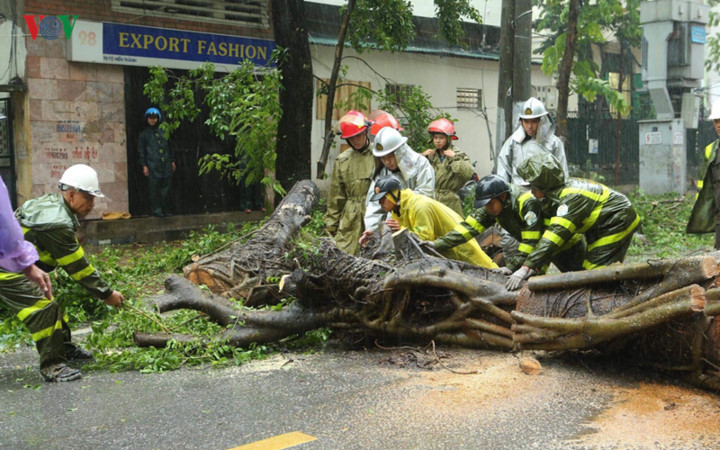 trees across hanoi devastated by tropical storm hinh 1