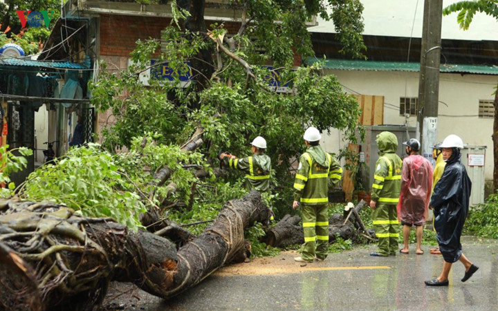 trees across hanoi devastated by tropical storm hinh 2