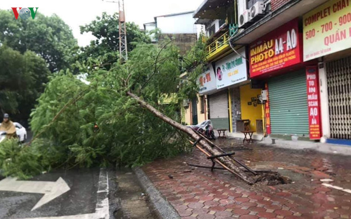 trees across hanoi devastated by tropical storm hinh 5