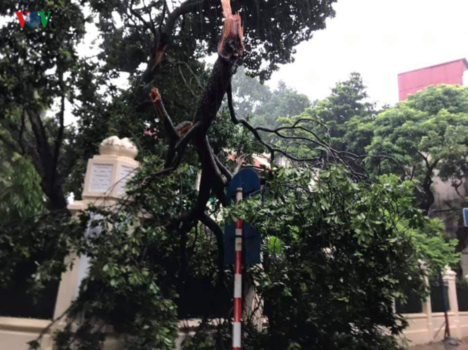 trees across hanoi devastated by tropical storm hinh 6