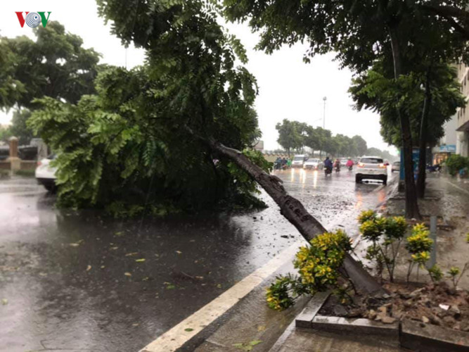 trees across hanoi devastated by tropical storm hinh 7