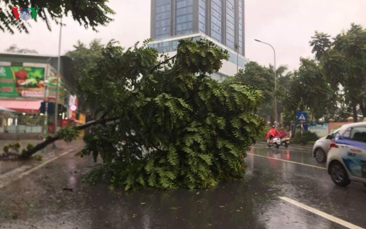 trees across hanoi devastated by tropical storm hinh 8