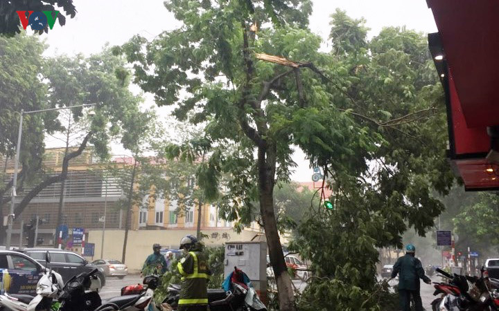 trees across hanoi devastated by tropical storm hinh 9