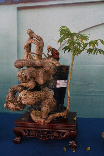 thousands of bonsai go on show at asia-pacific exhibition hinh 12