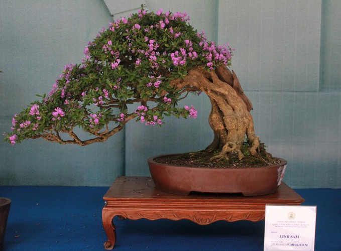 thousands of bonsai go on show at asia-pacific exhibition hinh 13