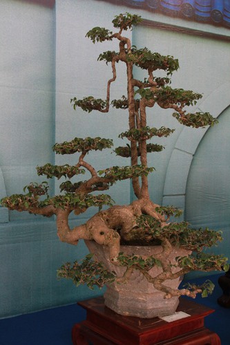 thousands of bonsai go on show at asia-pacific exhibition hinh 14
