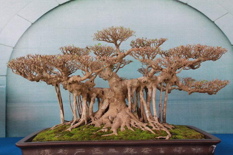 thousands of bonsai go on show at asia-pacific exhibition hinh 15