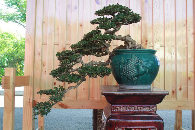 thousands of bonsai go on show at asia-pacific exhibition hinh 16