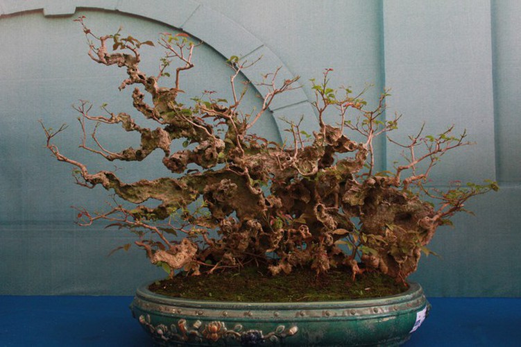 thousands of bonsai go on show at asia-pacific exhibition hinh 17