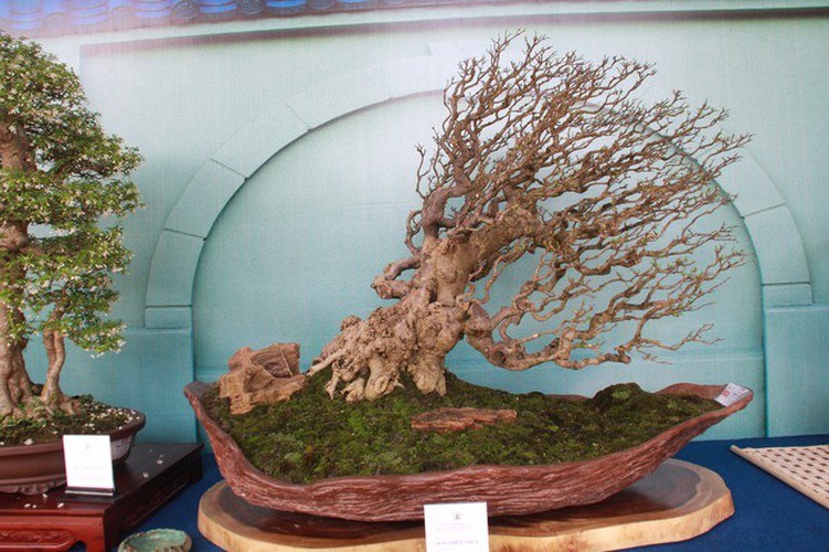 thousands of bonsai go on show at asia-pacific exhibition hinh 18