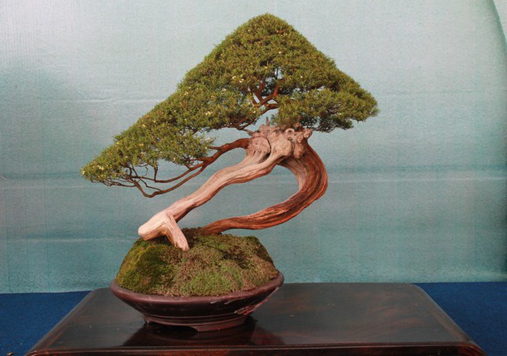 thousands of bonsai go on show at asia-pacific exhibition hinh 20