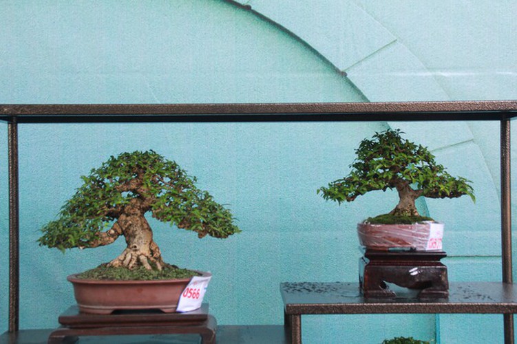 thousands of bonsai go on show at asia-pacific exhibition hinh 21